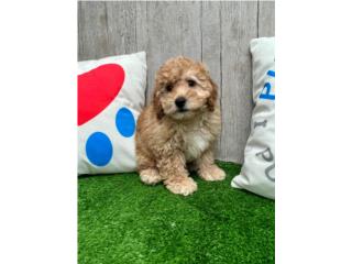 GIOVANNI POOCHON PUPPY (PUPPY LOVE PR), Puppy Love Puerto Rico