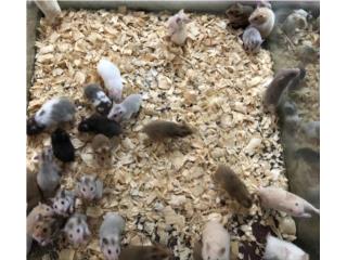 Hamster, ratones y ratas, Isabela Pet Shop