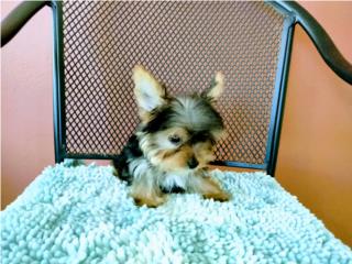 BELLO TEACUP YORKIE DOLLFACE CN PAPELES-VACUN, Puppy world