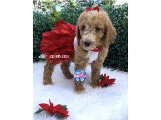 POODLE STANDARD RED NENA AKC , LITTLE PET SHOP