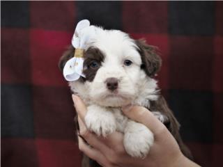 Mini Aussiedoodle (Macho) Solo $2,100 - Duke, Caribbean Puppies PR
