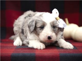 Mini Aussiedoodle (Macho) Solo $2,300 - Yeti, Caribbean Puppies PR