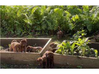 Puerto Rico PUPPIES LABRADORES CHOCOLATE , Perros Gatos y Caballos