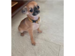 Chihuahua pelo largo ,  Cecilia kennels