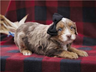 Mini Aussiedoodle (Macho) Solo $2,300 - Jack, Caribbean Puppies PR