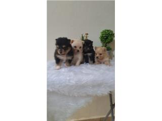 POMERANIAS HEMBRAS DE EXELENTE CALIDAD , DOG LOVERS