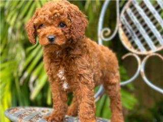 Puerto Rico Toy Poodle Macho - Los Osos PR, Perros Gatos y Caballos