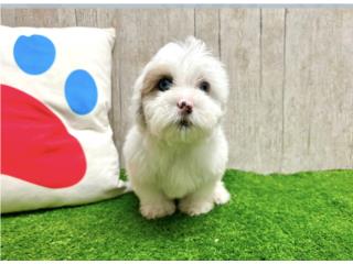 Clasificados Online Mascotas RUXIN SHIH POO PUPPY (PUPPY LOVE PR)