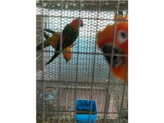 Red factor conure , THE MAGIC ANIMAL DESIGNS