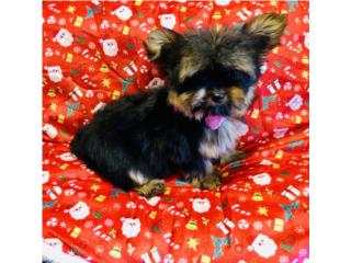 Doll face yorkies hembra , Isabela Pet Shop