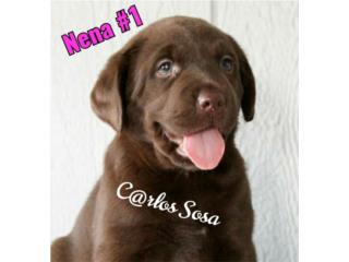 LABRADORES INGLESES CHOCOLATES BIG BONE AKC , Perritos P.R.