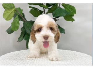 Mascotas Puerto Rico Perros Gatos Caballos, Puerto Rico Pets Mascotas