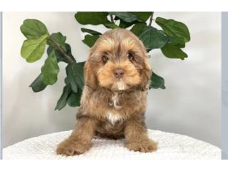 Mascotas Puerto Rico Perros Gatos Caballos, Puerto Rico Pets Mascotas