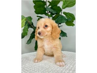 Mascotas Puerto Rico Perros Gatos Caballos, Puerto Rico Pets Mascotas