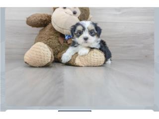 Puerto Rico Malshi puppy (Puppy Love PR), Perros Gatos y Caballos