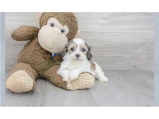 Puerto Rico Shihpoo Puppy (Puppy Love PR), Perros Gatos y Caballos