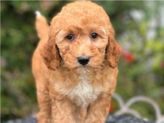 Puerto Rico Mini Goldendoodle - Hembra - Los Osos PR, Perros Gatos y Caballos