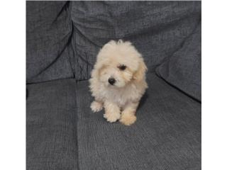 TOY POODLE MACHO CON PAPELES , Dogs