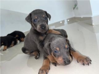 Preciosos Doberman , Jessica colas