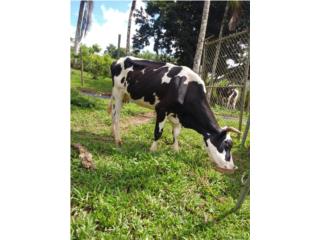 Puerto Rico Dos vacas lecheras a $600 cada una, Perros Gatos y Caballos