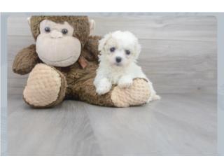 Puerto Rico Poochon puppy (Puppy Love PR), Perros Gatos y Caballos