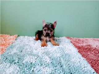 BELLA TOY YORKIE HEMBRA CON PAPELES-VACUNAS , Puppy world