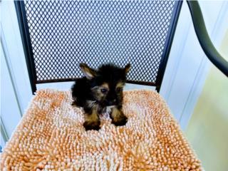BELLO TOY YORKIE CON PAPELES-VACUNAS, Puppy world