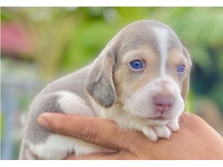 Beagles EXOTICOS BLUE TRICOLOR, Puppy Guy
