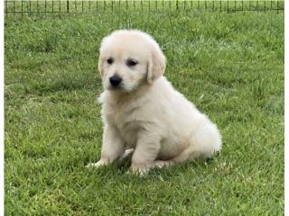 Golden Retriever AKC BIG BONE, Puppy Guy