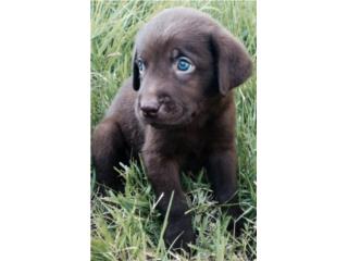 Labradores AKC Big Bone ojos azules , Puppy Guy