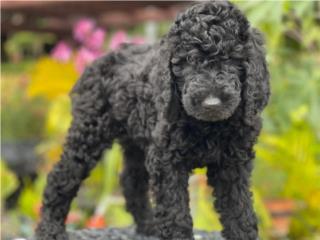 Standard Poodle Hembra AKC - Los Osos PR, Los Osos PR