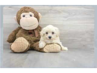Clasificados Online Mascotas Maltipoo puppy (Puppy Love PR)