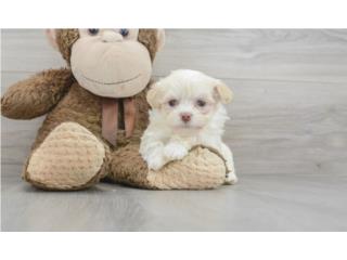 Havanese puppy (Puppy Love PR), Puppy Love Puerto Rico