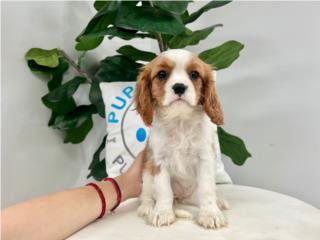 BONITA CAVALIER PUPPY (PUPPY LOVE PR), Puppy Love Puerto Rico
