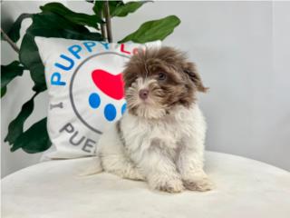 GOMEZ HAVANESE PUPPY (PUPPY LOVE PR), Puppy Love Puerto Rico