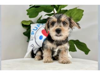 DEREK MORKIE PUPPY ( PUPPY LOVE PR), Puppy Love Puerto Rico