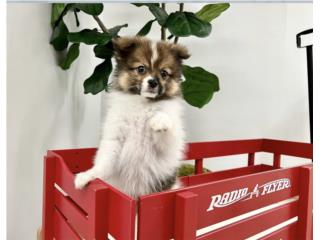 DAX POMERANIAN PUPPY (PUPPY LOVE PR), Puppy Love Puerto Rico