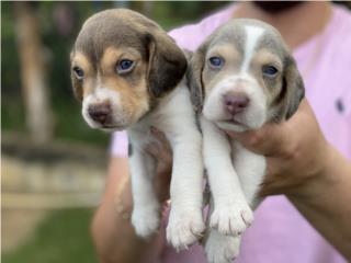 Beagles Chocolate ojos azules , Puppy Guy