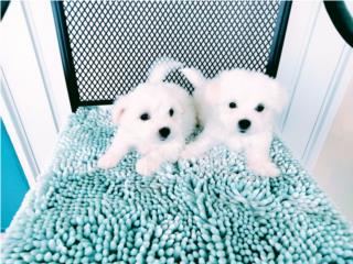 BELLOS TOY MALTES DE CALIDAD CON PAPELES-VAC, Puppy world