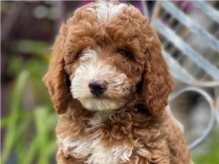 Mini Goldendoodle Tuxedo Macho - Los Osos PR, Los Osos PR