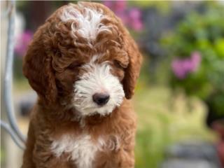MIni Goldendoodle Tuxedo Hembra - Los Osos PR, Los Osos PR