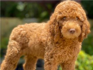 Standar Labradoodle - Macho - Los Osos PR, Los Osos PR
