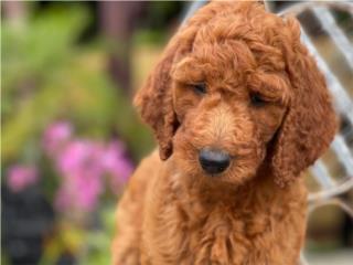 Standard Goldendoodle Hembra - Los Osos PR, Los Osos PR