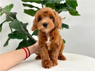 Puppy Love Puerto Rico Puerto Rico, Clasificados Online