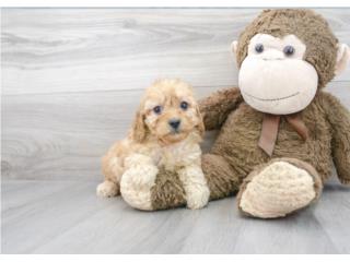 Mascotas Puerto Rico Perros Gatos Caballos, Puerto Rico Pets Mascotas