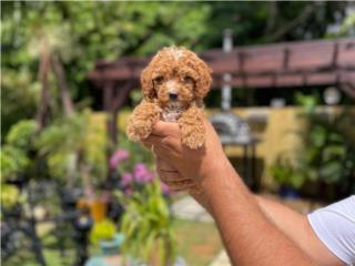 Cavapoo - Cavadoodle Hembra - Los Osos PR, Los Osos PR