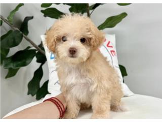 ETHAN TOY POODLE PUPPY (PUPPY LOVE PR), Puppy Love Puerto Rico