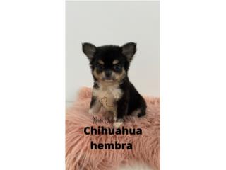 Chihuahuy,  Cecilia kennels
