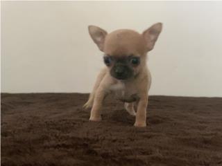 Chihuahua,  Cecilia kennels