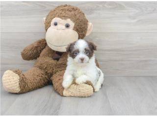 HAVANESE PUPPY (PUPPY LOVE PR), Puppy Love Puerto Rico